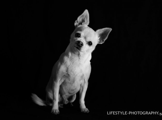 Ciro low key photography