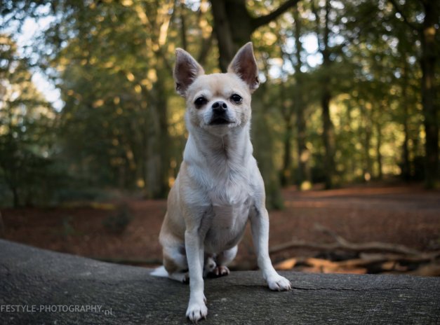 In the woods