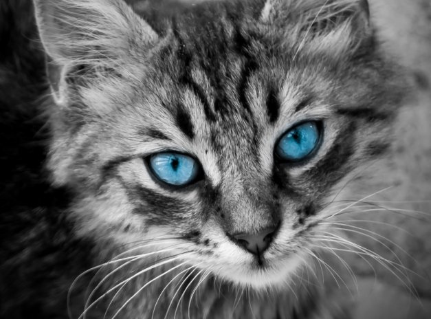 Kat met blauwe ogen