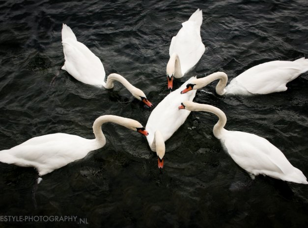 Swan Lake