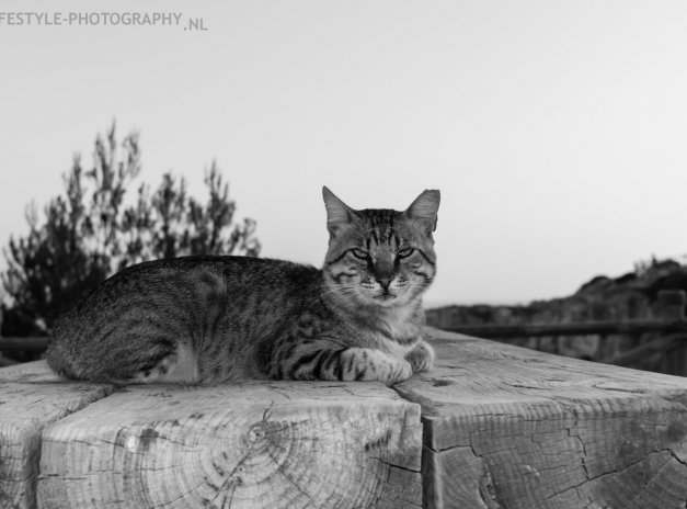 Stray cat in Portugal