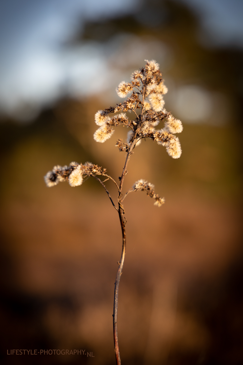 2020.12.25 Winter op de heide