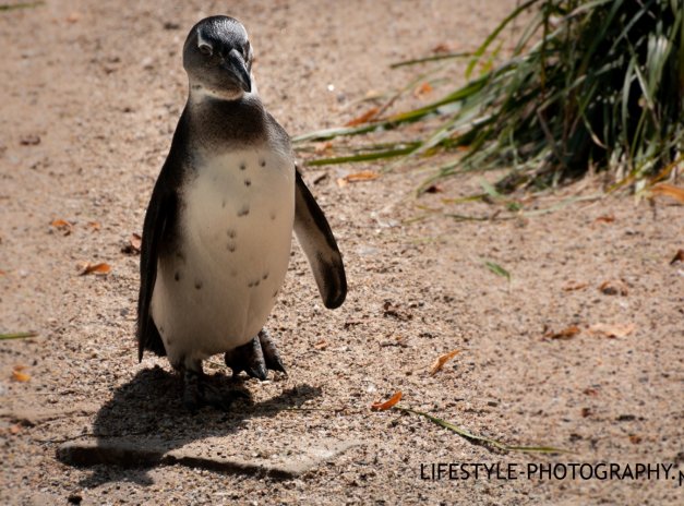 Pinguin - Lifestyle-Photography