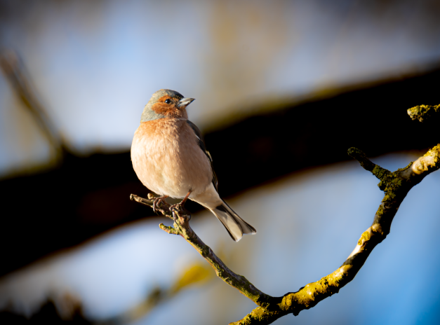 Vink